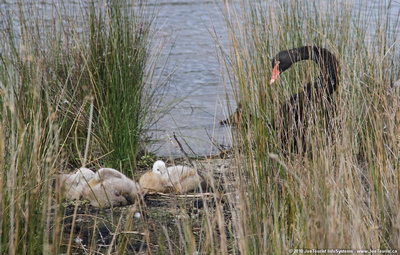 Nesting Black Swan & cygnets