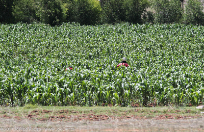 Farmer in corn field