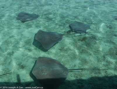 Black-tipped sharks and Sting rays