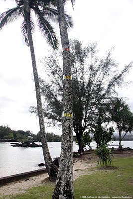 Coconut Island tsunami levels marked on coconut tree