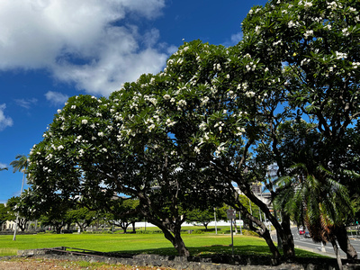 Plumeria or Frangipani tree