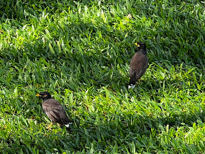 Turdus thrushes in the grass