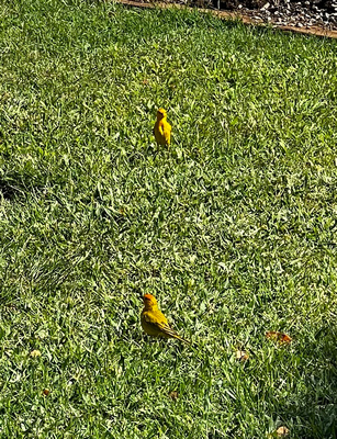 Saffron finches in the grass
