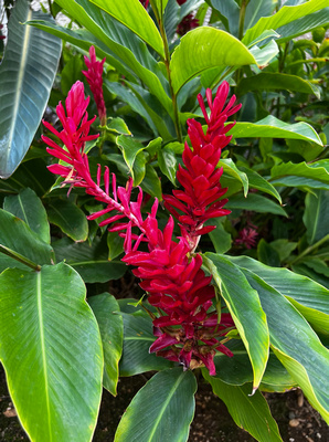 Red ginger blossom