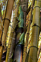 Clumping Bamboo sprout