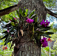 Orchids growing half way up a tree