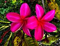 Pink plumeria or frangipani