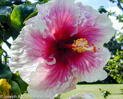 Giant pink hibiscus