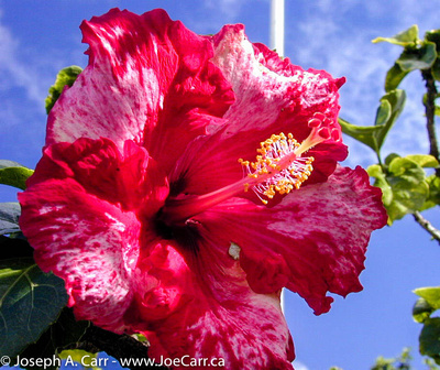 Giant pink hibiscus