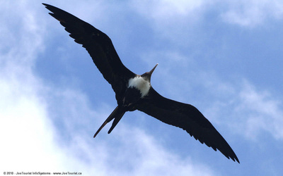 Frigatebird in flight