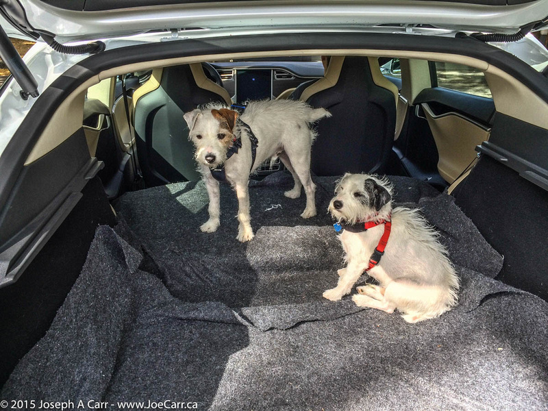 Rolly & Tanner in the back of my Tesla Model S