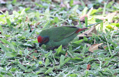 Fiji Parrotfinch on the ground