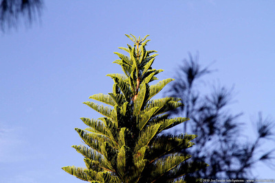 Top of Araucaria pine tree