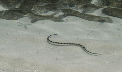 Striped Sea Snake swimming in the shallows