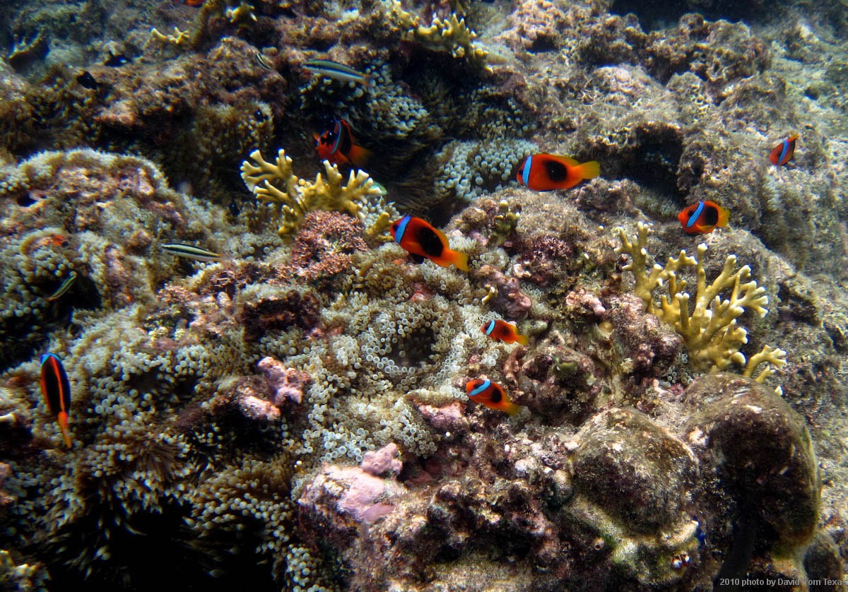 Tropical fish & coral