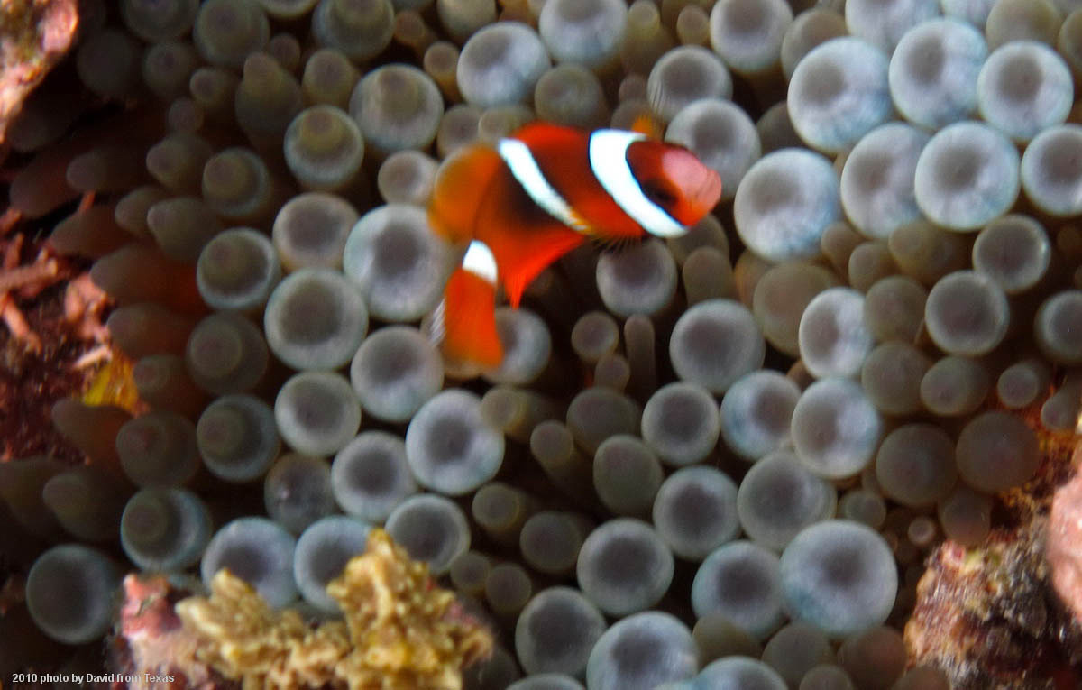 Captain Nemo type reef fish
