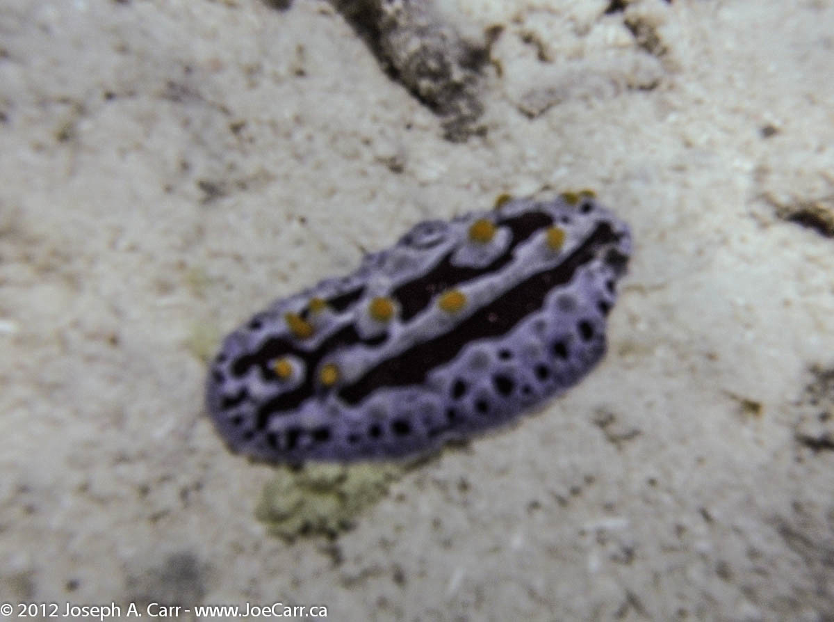 Very colourful sea slug