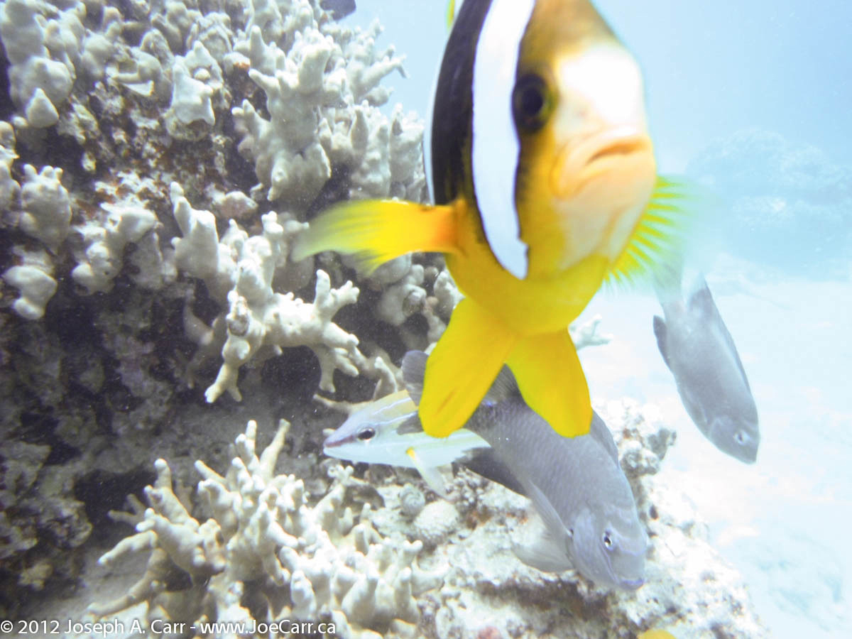 Yellow, black & white striped tropical fish