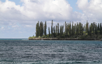 Araucaria pine trees at the entrance to Kanamera Bay
