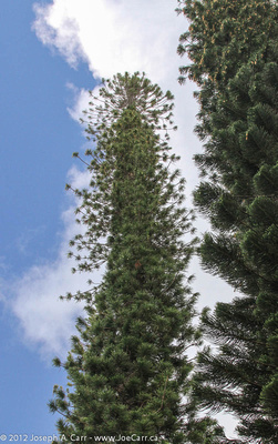 Looking up at two Araucaria pine trees