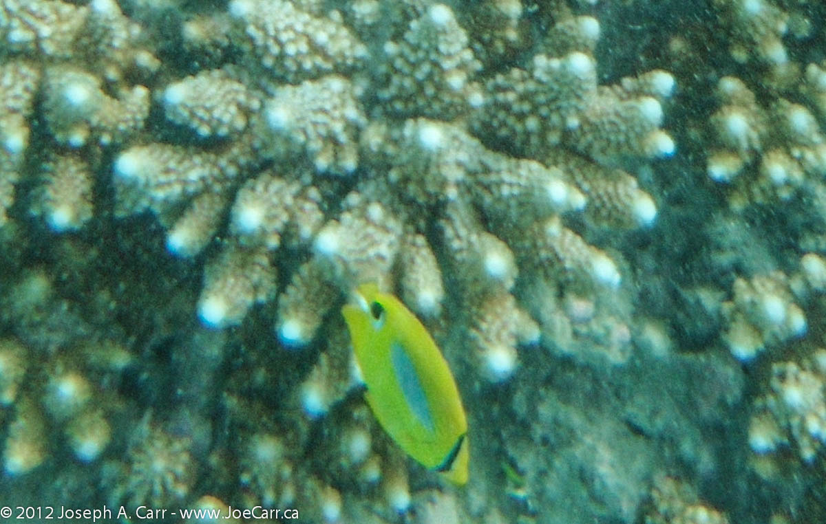 Eclipse Butterflyfish and coral