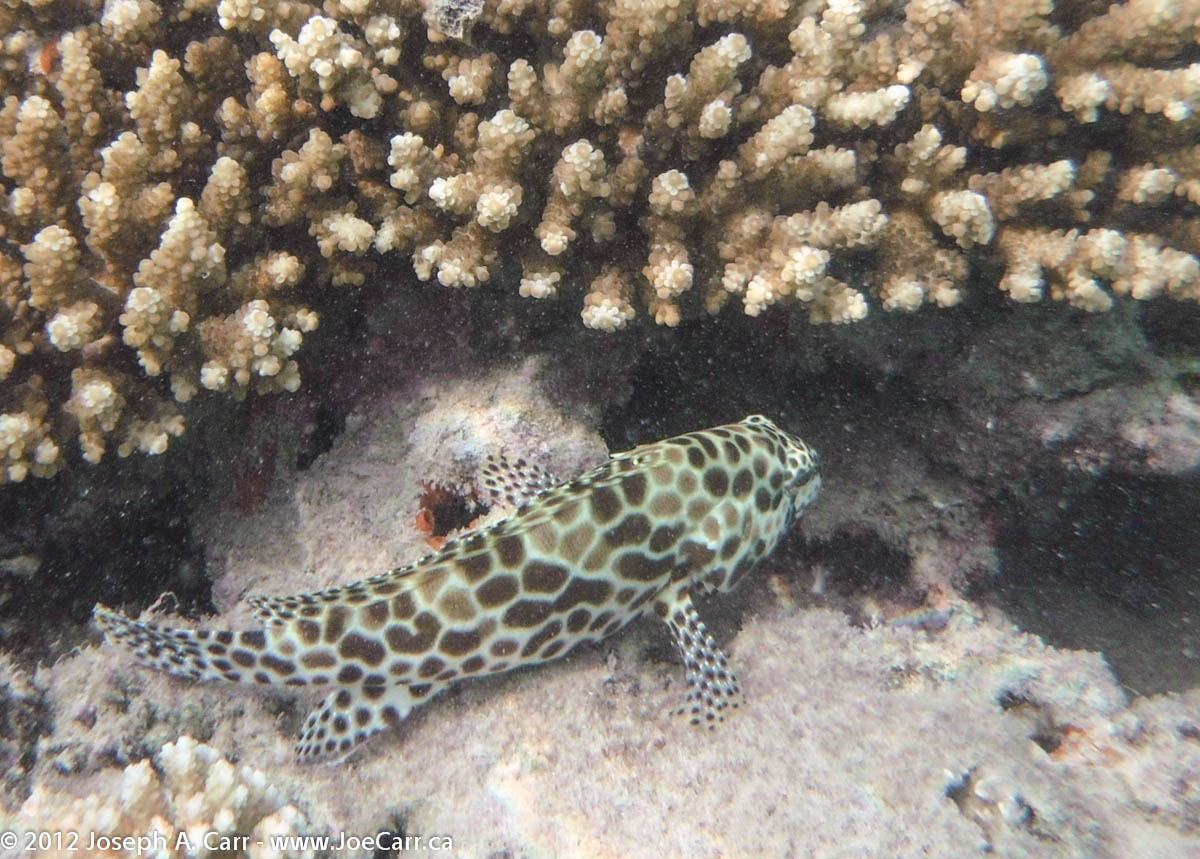 Dwarf-spotted Grouper and coral