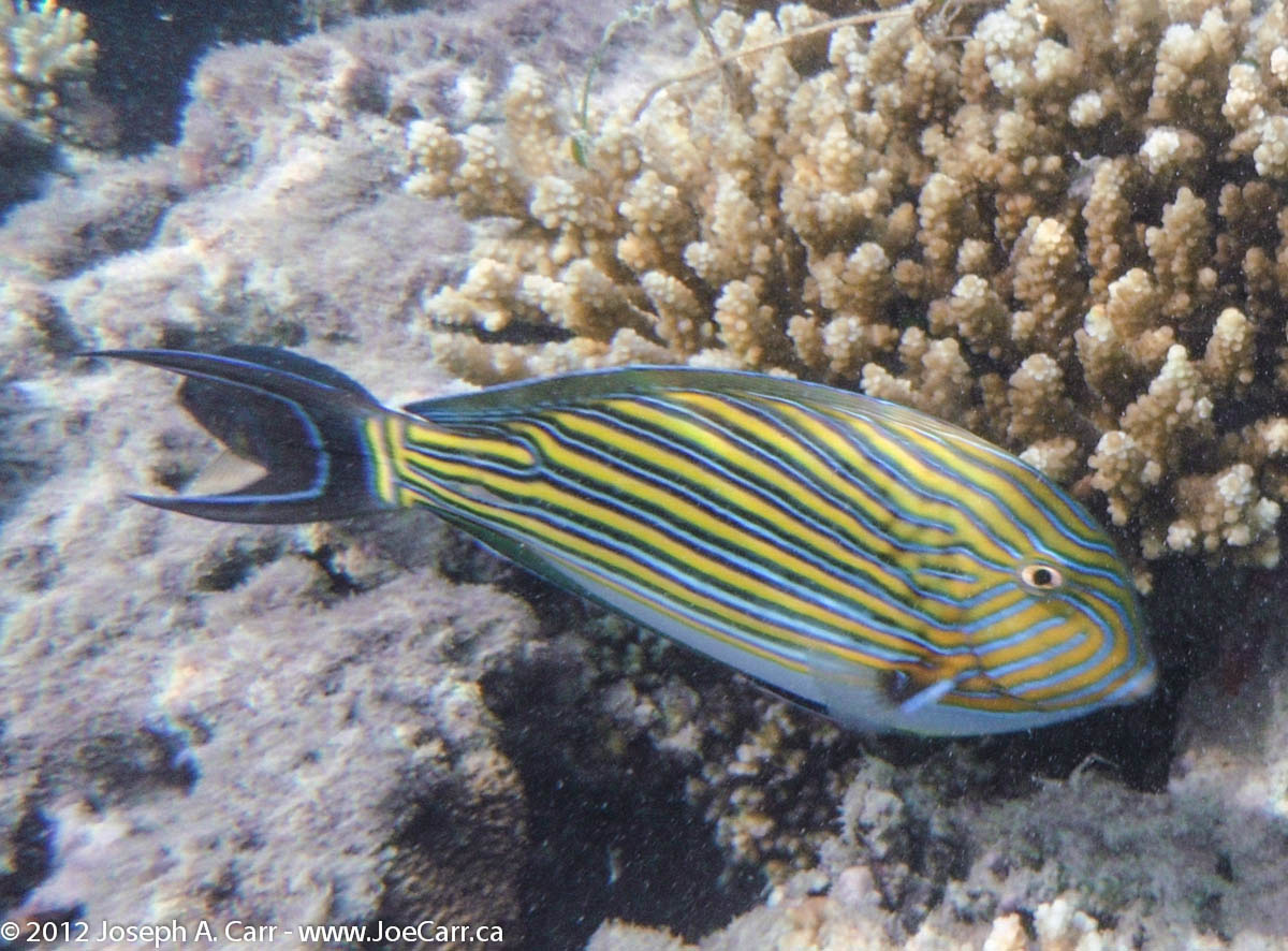 Striped Surgeon fish among the coral