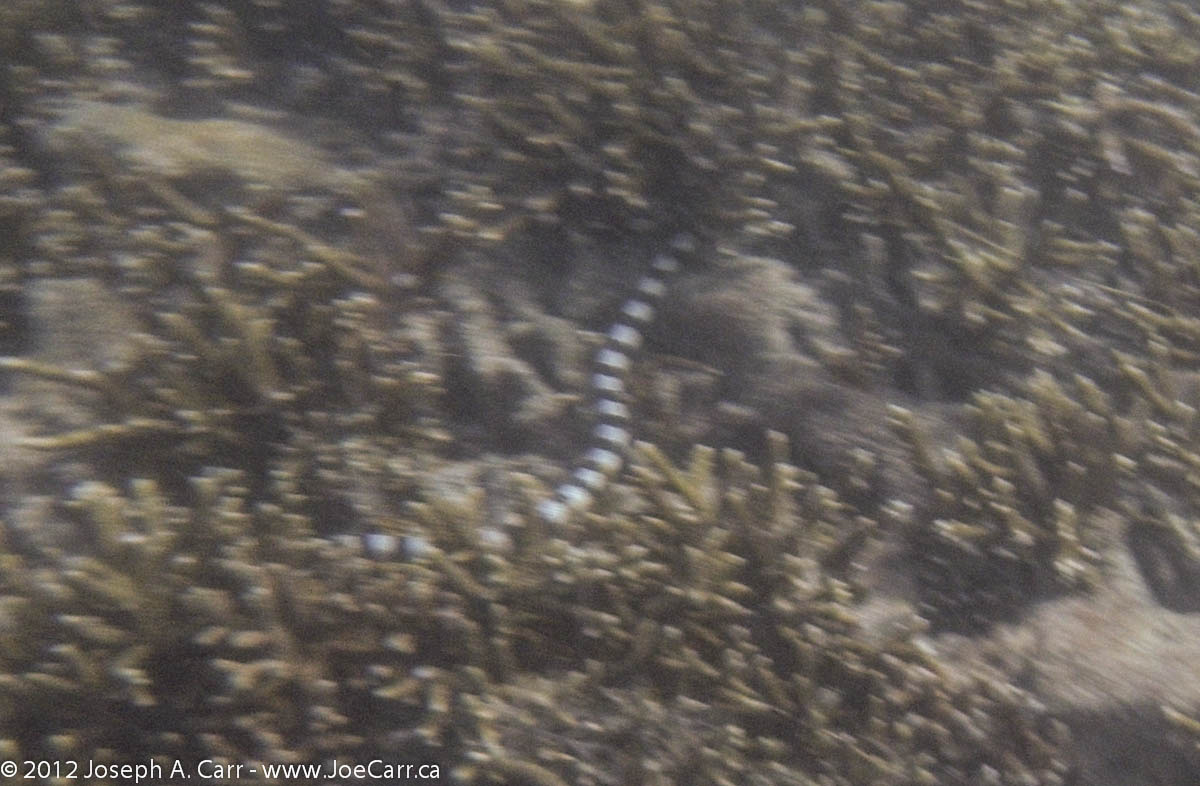 Striped Sea Snake in the coral