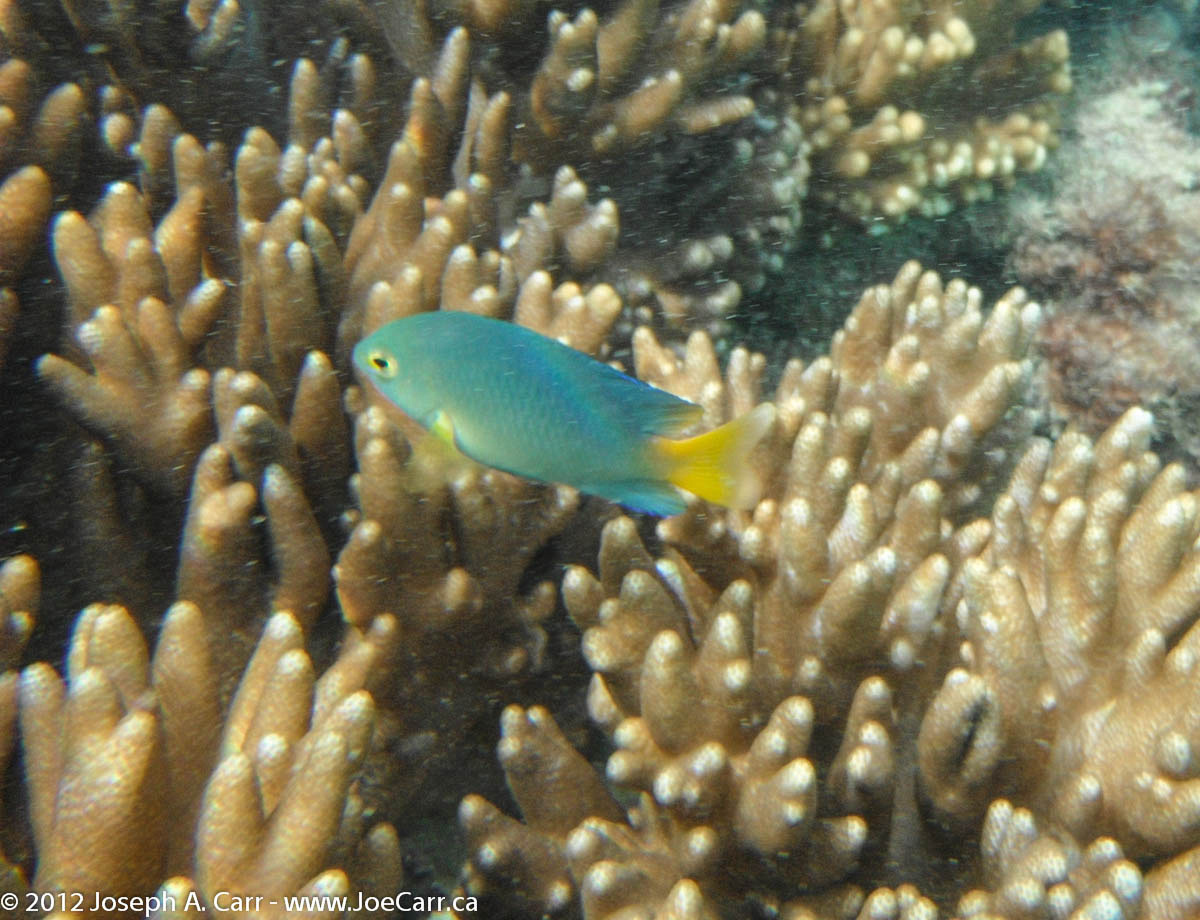 Yellowtail Emperor fish and coral