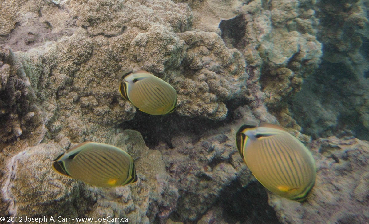 Oval Butterflyfish feeding on the coral