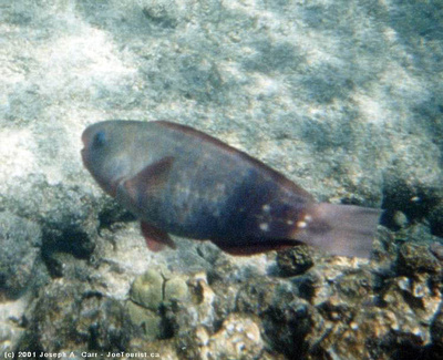 Underwater wildlife