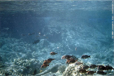 Underwater wildlife