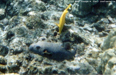 Underwater wildlife