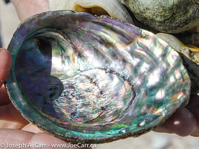 Abalone shell from Matauri Bay