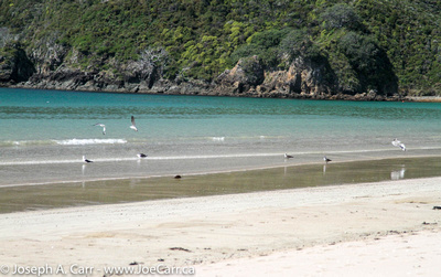 Terns on Matauri Bay