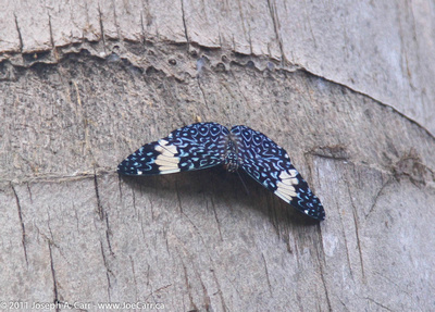 Blue butterfly on palm tree trunk