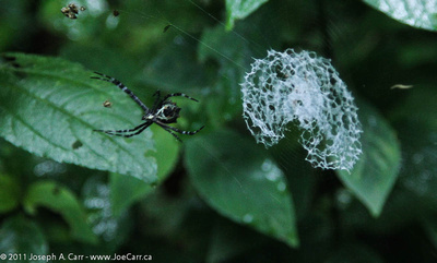 Spider with woven web