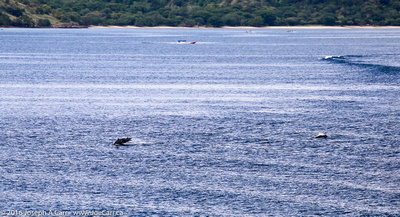 Dolphins in Slawi Bay