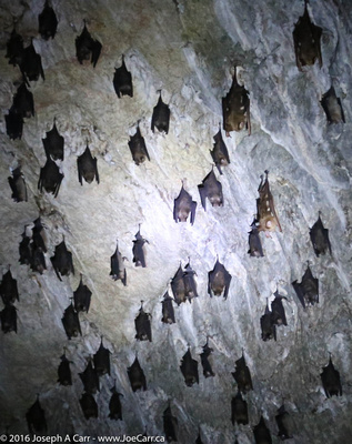 Bats sleeping in their cave