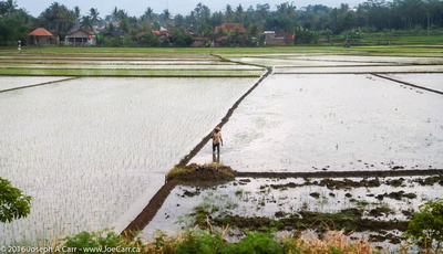 A farmer in a flooded rice fields