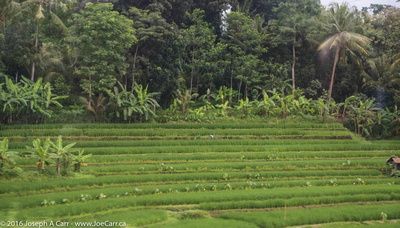 Terraced rice fields