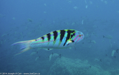 Young Parrot fish