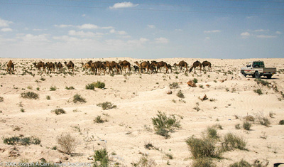 Camels being herded by a 4x4 truck in the Sahara Desert south of Jalu