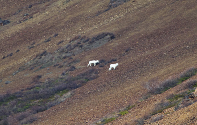 Dall sheep on Igloo Mountain slope