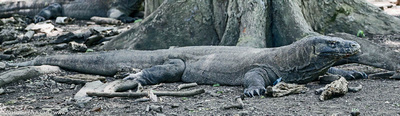 Komodo Dragon monitor lizard