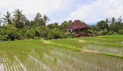 Rice field and red house
