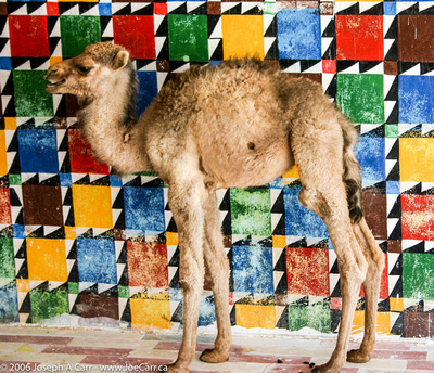 Baby camel at truck stop south of Jalu