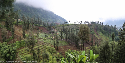 Crops being cultivated in terraces on the mountain slopes