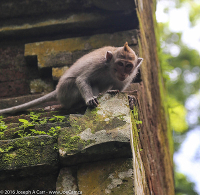 Monkey perched on a temple column