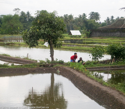 Two young men in a flooded rice field